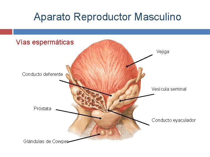Aparato Reproductor Masculino Vías espermáticas Vejiga Conducto deferente Vesícula seminal Próstata Conducto eyaculador Glándulas