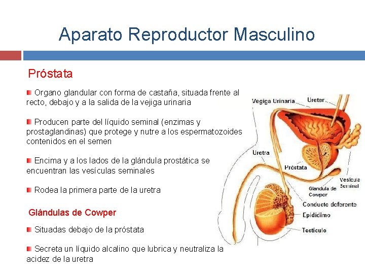 Aparato Reproductor Masculino Próstata Organo glandular con forma de castaña, situada frente al recto,