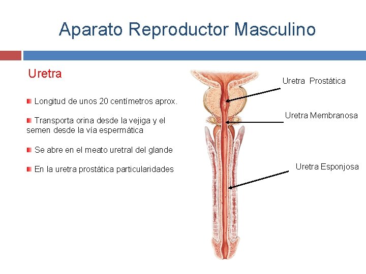 Aparato Reproductor Masculino Uretra Prostática Longitud de unos 20 centímetros aprox. Transporta orina desde