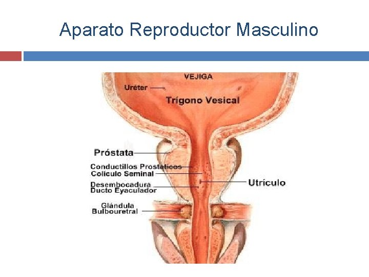 Aparato Reproductor Masculino 