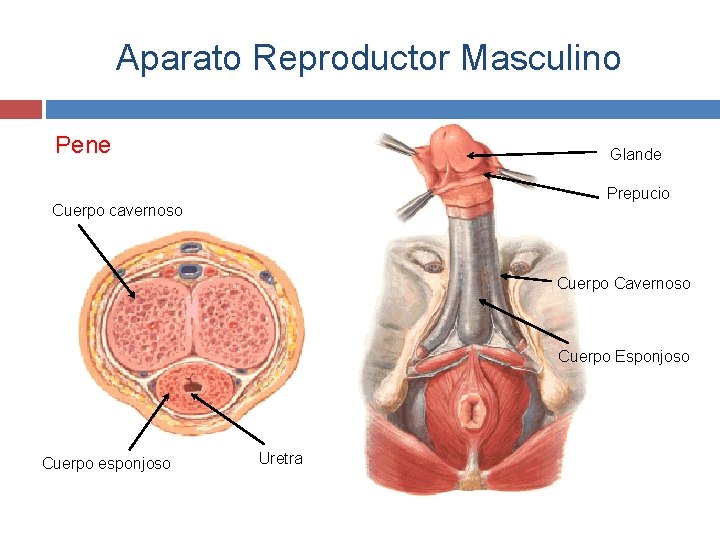 Aparato Reproductor Masculino Pene Glande Prepucio Cuerpo cavernoso Cuerpo Cavernoso Cuerpo Esponjoso Cuerpo esponjoso