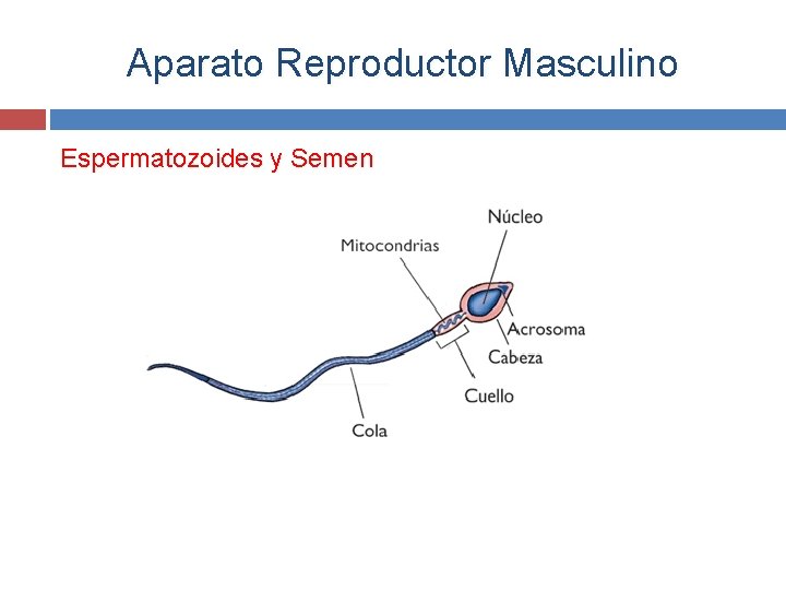 Aparato Reproductor Masculino Espermatozoides y Semen 