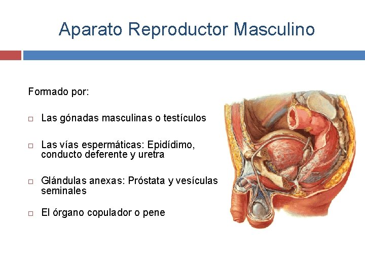 Aparato Reproductor Masculino Formado por: Las gónadas masculinas o testículos Las vías espermáticas: Epidídimo,