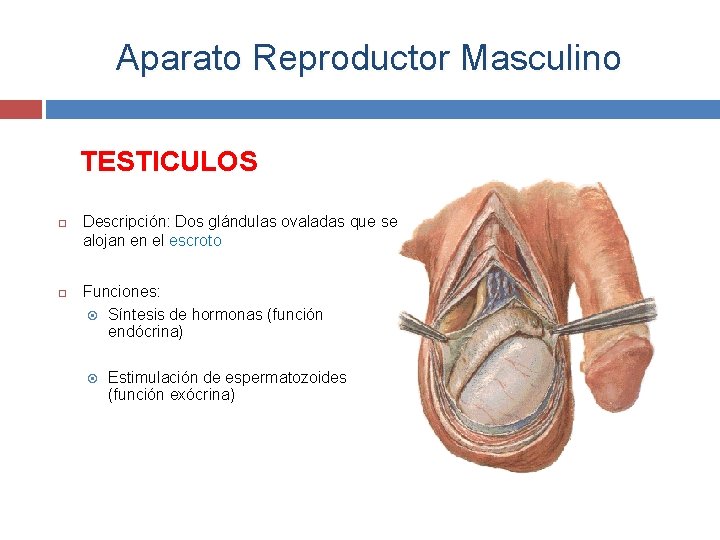 Aparato Reproductor Masculino TESTICULOS Descripción: Dos glándulas ovaladas que se alojan en el escroto
