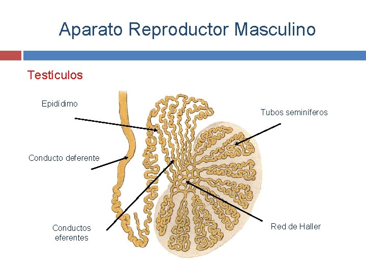 Aparato Reproductor Masculino Testículos Epidídimo Tubos seminíferos Conducto deferente Conductos eferentes Red de Haller
