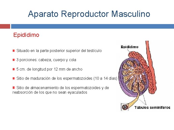 Aparato Reproductor Masculino Epidídimo Situado en la parte posterior superior del testículo 3 porciones: