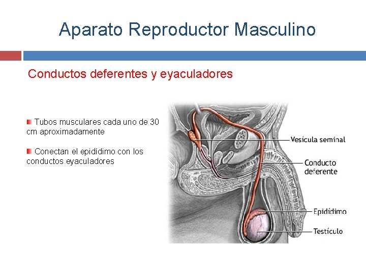 Aparato Reproductor Masculino Conductos deferentes y eyaculadores Tubos musculares cada uno de 30 cm