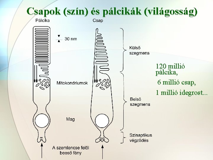 Csapok (szín) és pálcikák (világosság) 120 millió pálcika, 6 millió csap, 1 millió idegrost.