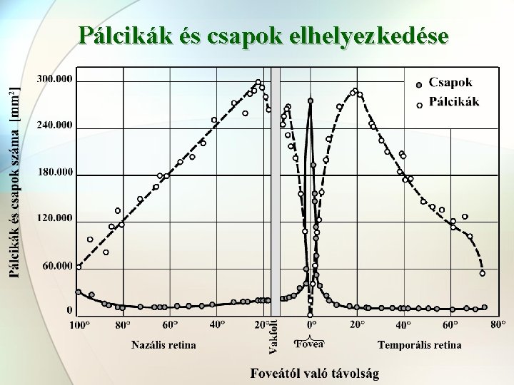 Pálcikák és csapok elhelyezkedése 