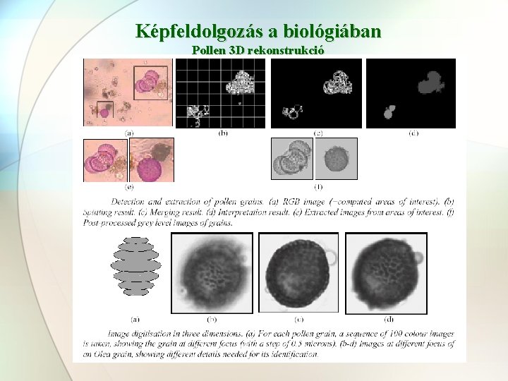 Képfeldolgozás a biológiában Pollen 3 D rekonstrukció 