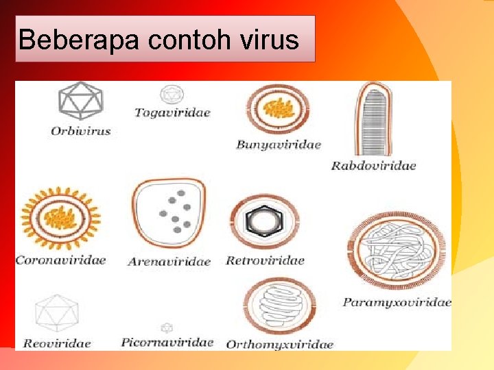 Beberapa contoh virus 