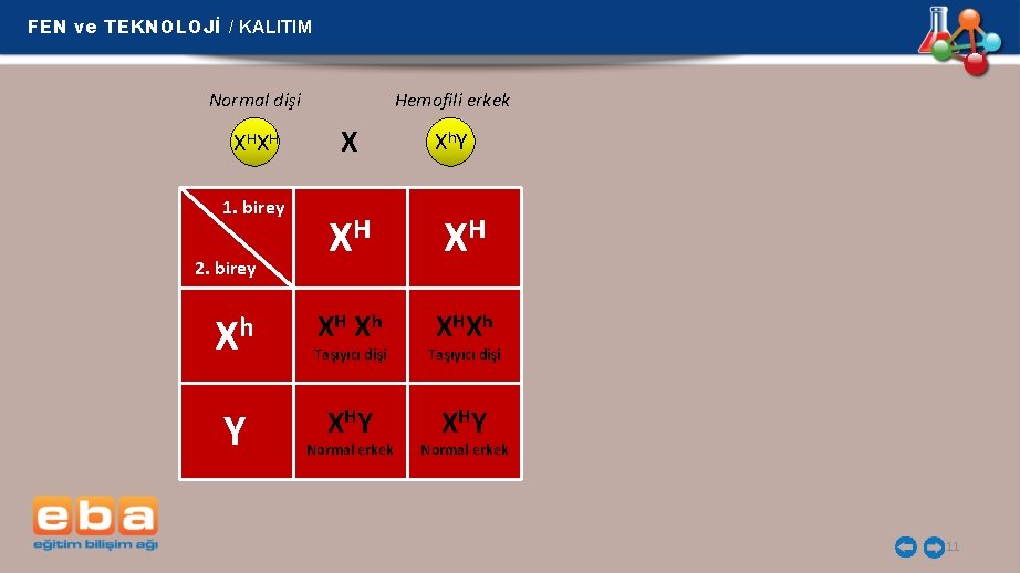 FEN ve TEKNOLOJİ / KALITIM Normal dişi X HX H 1. birey 2. birey