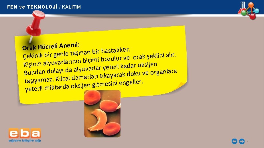 FEN ve TEKNOLOJİ / KALITIM i: m e n A li e r c
