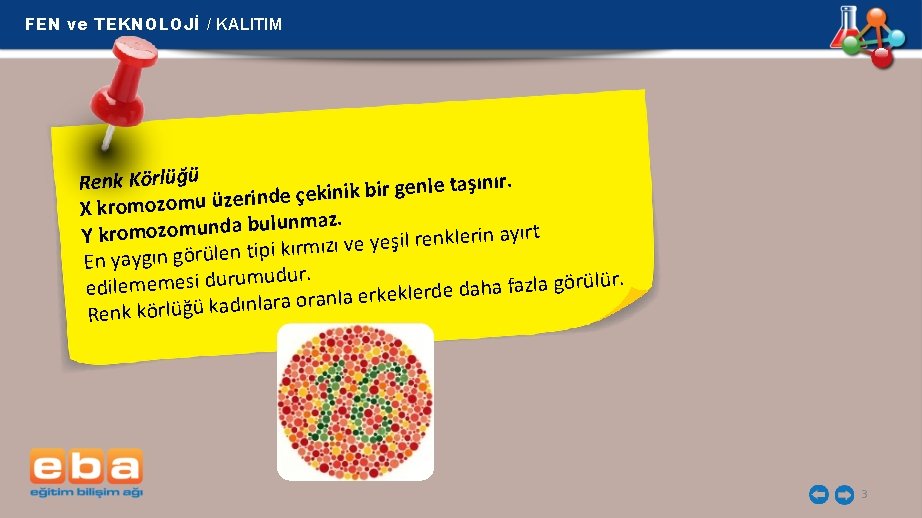 FEN ve TEKNOLOJİ / KALITIM ır. ın ş Renk Körlüğü a t le n