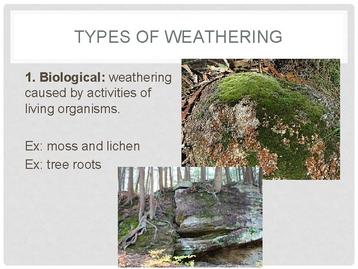 TYPES OF WEATHERING 1. Biological: weathering caused by activities of living organisms. Ex: moss