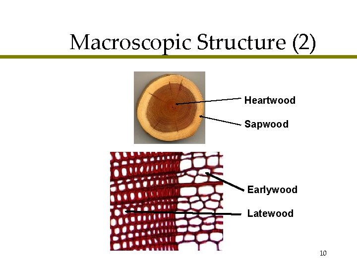 Macroscopic Structure (2) Heartwood Sapwood Earlywood Latewood 10 