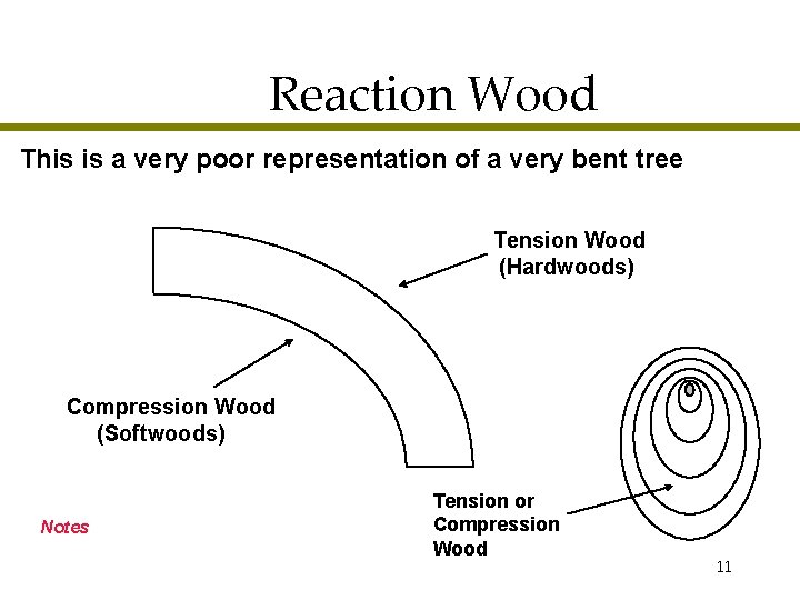 Reaction Wood This is a very poor representation of a very bent tree Tension
