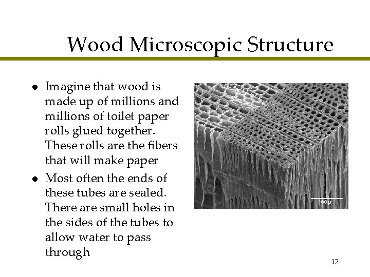 Wood Microscopic Structure l l Imagine that wood is made up of millions and