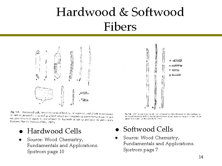 Hardwood & Softwood Fibers l l Hardwood Cells l Source: Wood Chemistry, Fundamentals and