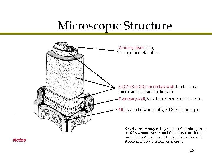 Microscopic Structure W-warty layer, thin, storage of metabolites S (S 1+S 2+S 3)-secondary wall,