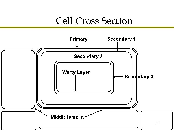 Cell Cross Section Primary Secondary 1 Secondary 2 Warty Layer Secondary 3 Middle lamella