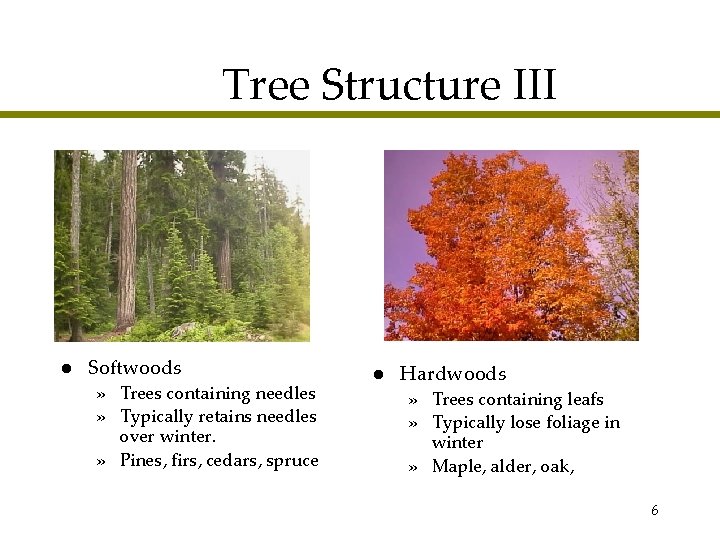 Tree Structure III l Softwoods » Trees containing needles » Typically retains needles over