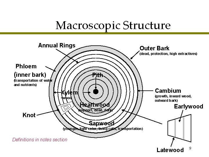 Macroscopic Structure Annual Rings Outer Bark (dead, protection, high extractives) Phloem (inner bark) Pith