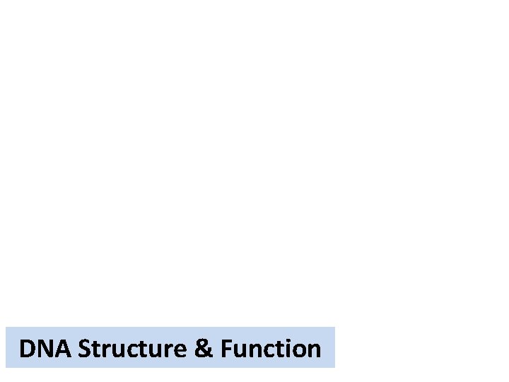 DNA Structure & Function 
