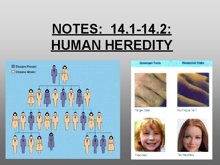 NOTES 14 1 14 2 HUMAN HEREDITY Human