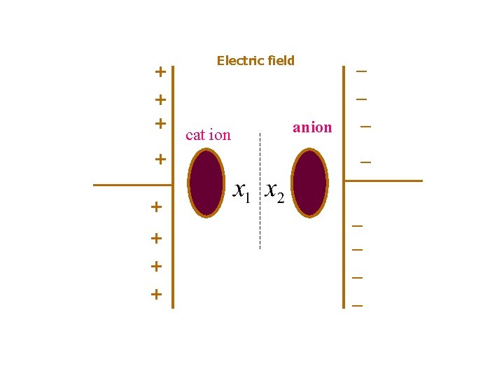 + + + Electric field _ _ cat ion anion _ _ + _