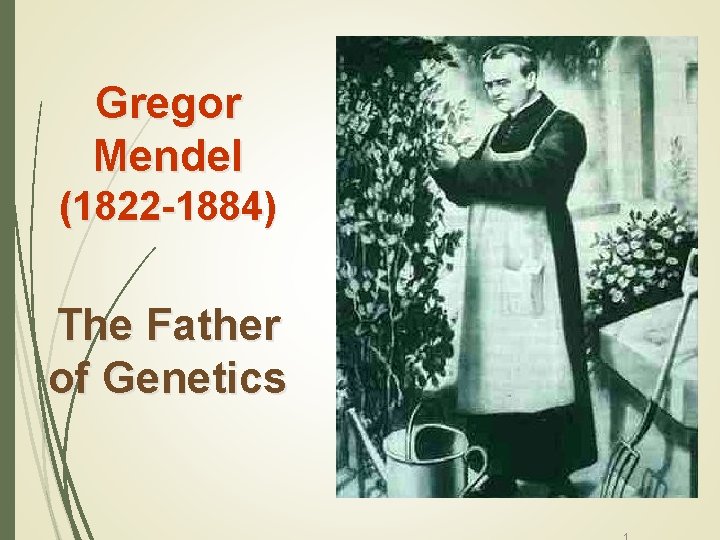 Gregor Mendel (1822 -1884) The Father of Genetics copyright cmassengale 