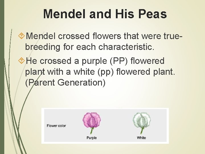 Mendel and His Peas Mendel crossed flowers that were truebreeding for each characteristic. He