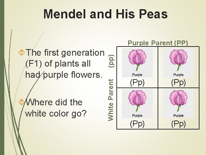 Mendel and His Peas Where did the white color go? White Parent The first