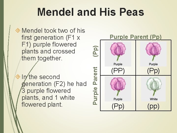 Mendel and His Peas In the second generation (F 2) he had 3 purple