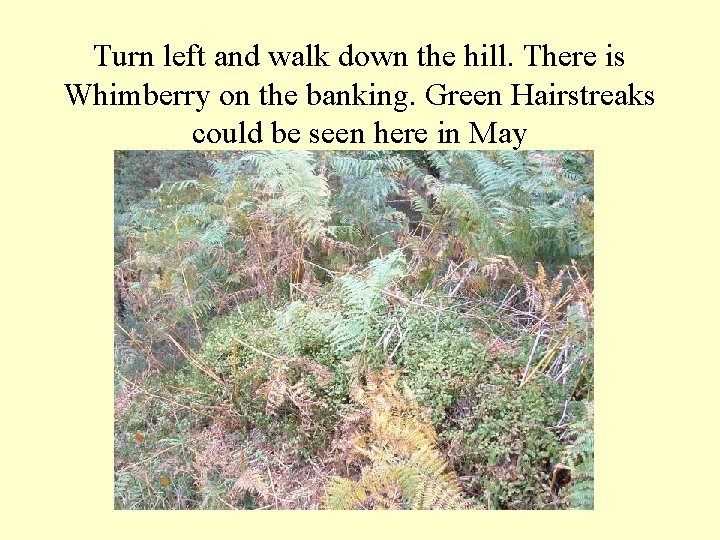 Turn left and walk down the hill. There is Whimberry on the banking. Green