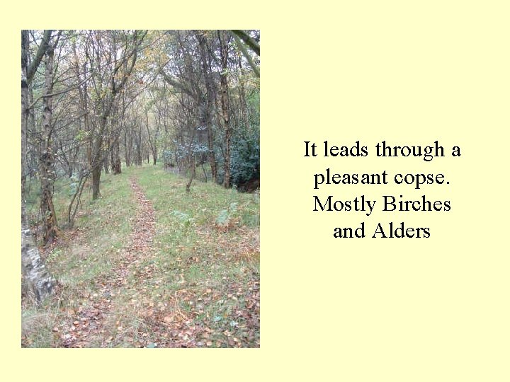 It leads through a pleasant copse. Mostly Birches and Alders 
