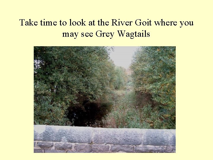 Take time to look at the River Goit where you may see Grey Wagtails