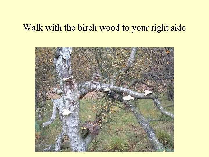 Walk with the birch wood to your right side 
