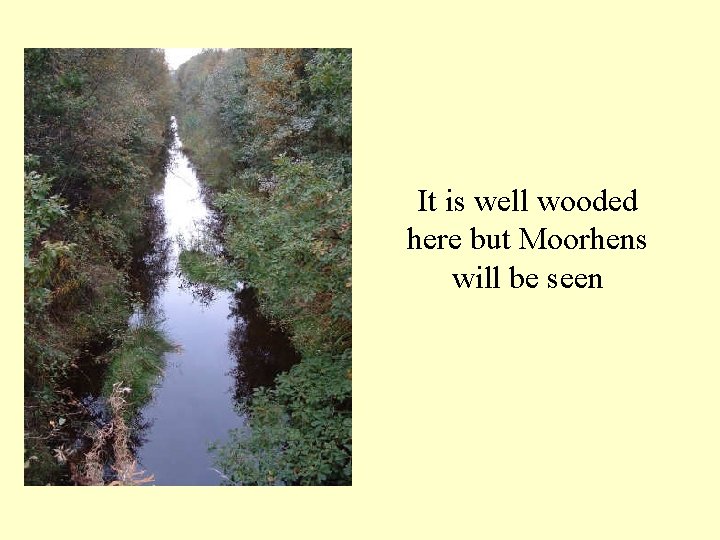 It is well wooded here but Moorhens will be seen 