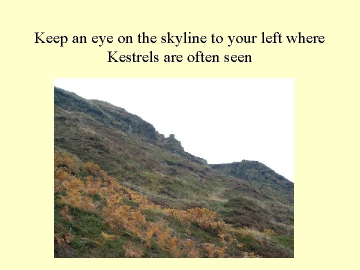 Keep an eye on the skyline to your left where Kestrels are often seen