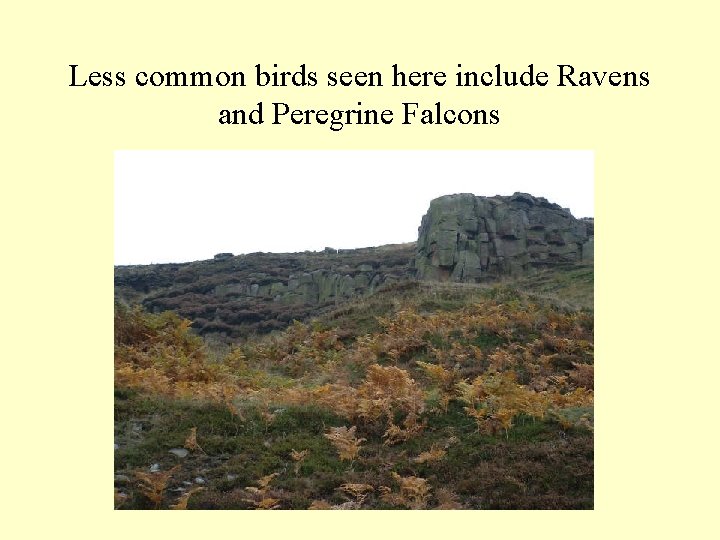 Less common birds seen here include Ravens and Peregrine Falcons 