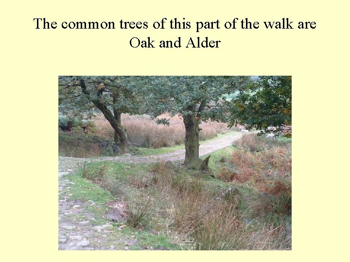 The common trees of this part of the walk are Oak and Alder 