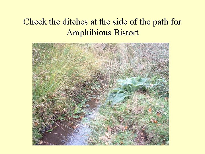 Check the ditches at the side of the path for Amphibious Bistort 