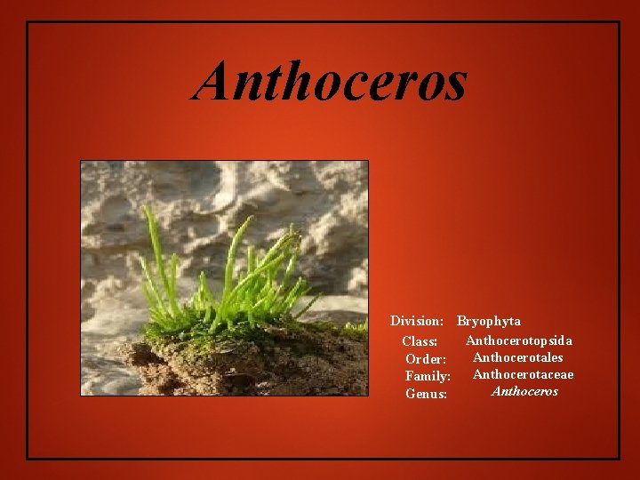 Anthoceros Division: Bryophyta Anthocerotopsida Class: Anthocerotales Order: Family: Anthocerotaceae Anthoceros Genus: 