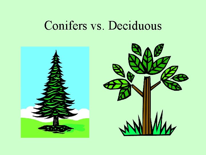 Conifers vs. Deciduous 