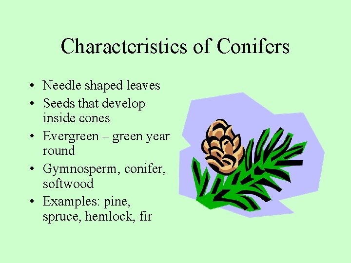 Characteristics of Conifers • Needle shaped leaves • Seeds that develop inside cones •