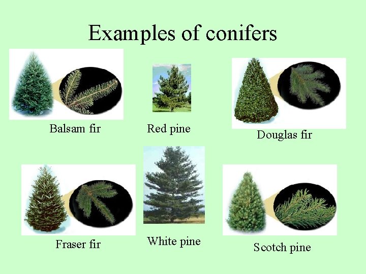 Examples of conifers Balsam fir Fraser fir Red pine Douglas fir White pine Scotch