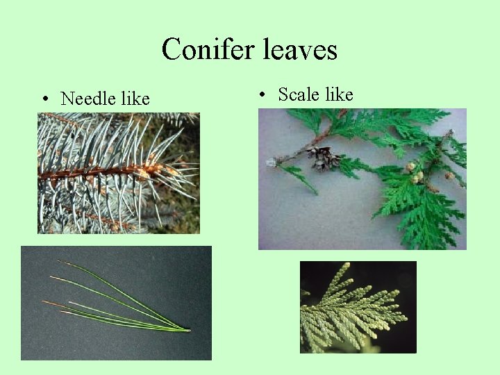 Conifer leaves • Needle like • Scale like 