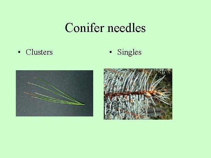 Conifer needles • Clusters • Singles 