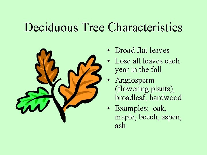 Deciduous Tree Characteristics • Broad flat leaves • Lose all leaves each year in